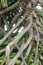 the shape and texture of the thorny pandan roots that grow along the beach