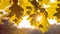 Shape of yellow oak tree leaves in warm sun light. Backlit flares through the foliage