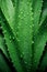 The shaped aloe vera leaves are beautifully shaped. succulent with water