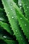 The shaped aloe vera leaves are beautifully shaped. succulent with water