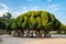 Shaped cypress trees in Buen Retiro Park in the summer at the sunrise, Madrid, Spain