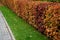Shaped deciduous hedges in the fall shed lots of leaves on the lawns of the path of the retaining wall of bricks. romantic impress