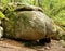 Shaped rock Certova-Prdel covered with moss