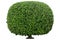 Shaped trimmed bush for garden landscape design