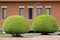 Shaped trimmed oval bush in park decoration