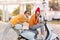 Shapely lady in red knitted hat sitting on scooter withfunny face expression while boyfriend pushing her. Outdoor