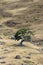 Shapely small tree on brown grass