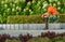 Shaping Shrubs with Cordless Electric Hedge Trimmer