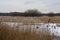 Shapwick Nature Reserve - Somerset, England, UK