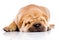 Shar Pei baby dog sleeping