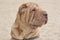 Shar-Pei. The Chinese fighting dog