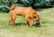 Shar-Pei dog.