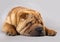 Shar-pei dog