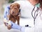 Shar Pei dog getting bandage after injury on his leg by a veter