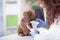 Shar Pei dog getting bandage after injury on his leg by a veterinarian