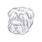 Shar Pei dog head vector sketch