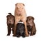 Shar pei dog with her puppies