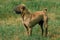 SHAR PEI DOG, MALE STANDING ON GRASS