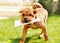 Shar Pei dog with newspapers