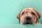 Shar Pei dog puppy peeking over pastel bright background. advertisement