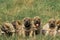 Shar Pei Dog, Pups sitting on Grass