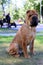 Shar pei dog is sitting on a grass in a park.