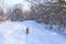 Shar Pei dog, walk through the winter forest. at sunset, the pink hues of the snow