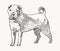 Shar Pei Hand drawn vector dog. Realistic sketch