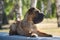 Shar Pei lies in a forest sun