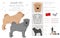 Shar Pei modern meat mouth clipart. Different poses, coat colors set