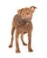 Shar Pei and Pit Bull Cross Breed Dog Standing