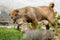 Shar Pei puppies