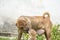 Shar Pei puppies