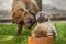 Shar Pei puppies