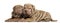 Shar Pei puppies lying, cuddling