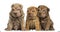 Shar Pei puppies sitting in a row, isolated on whi