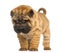 Shar Pei puppy, 2 months old, standing and looking down