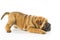 Shar pei puppy