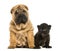 Shar pei puppy and Black Leopard cub sitting next to each other