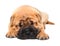 Shar pei puppy dog sleeping