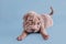 Shar-pei puppy dreaming sweetly