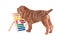 Shar-pei puppy learning to count with Abacus
