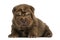 Shar Pei puppy lying down, isolated