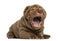 Shar Pei puppy lying down, yawning, isolated