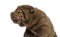 Shar Pei puppy making a face, isolated on white