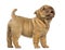 Shar Pei puppy standing, barking, isolated on whi