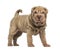 Shar Pei puppy standing, looking at the camera