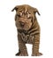 Shar Pei puppy standing, looking at the camera,