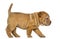 Shar Pei puppy walking, isolated on white