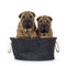 Shar pei pups on white background